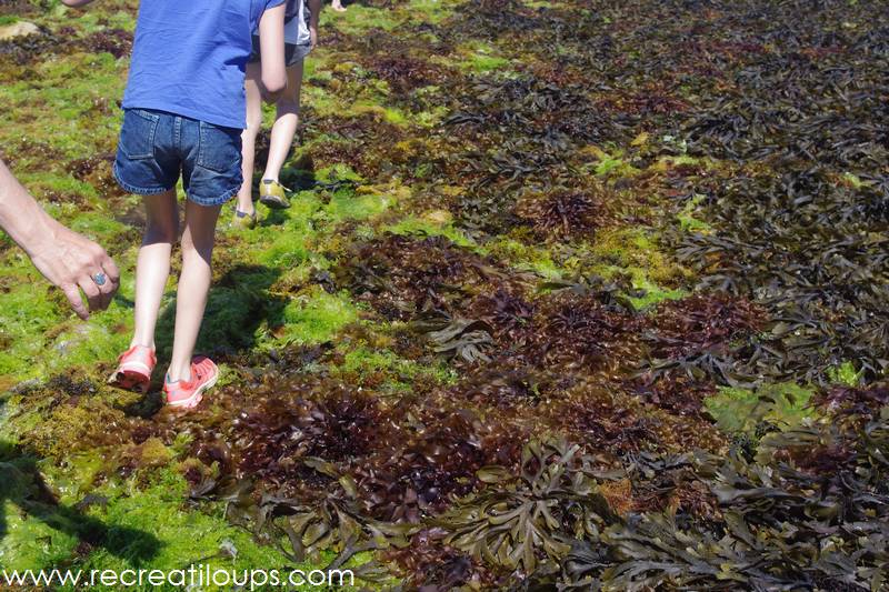 Notre sentier : algues et cailloux